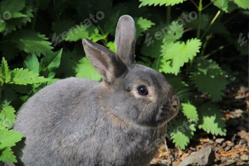 Preview: A Portrait Of A Fluffy Gray Rabbit In The Open Air