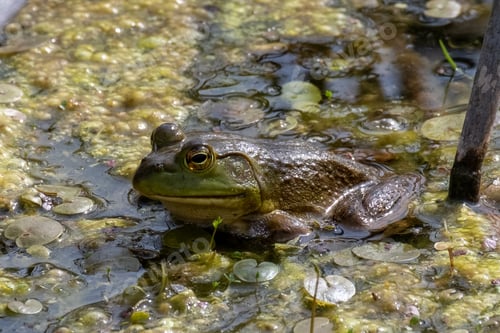 Preview: A Closeup Shot Of An American Bullfrog In A Swamp