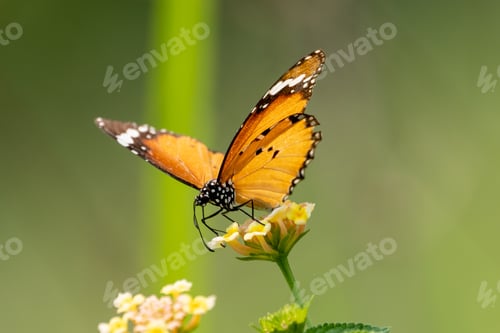 Preview: A Closeup Shot Of A Little Butterfly Sitting On A Wildflower