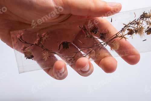 Preview: A Closeup Shot Of A Hand Holding Dried Flower Encased In Glass