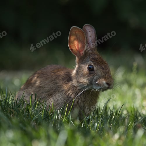 Preview: A Selective Focus Shot Of A Cute Rabbit In The Park