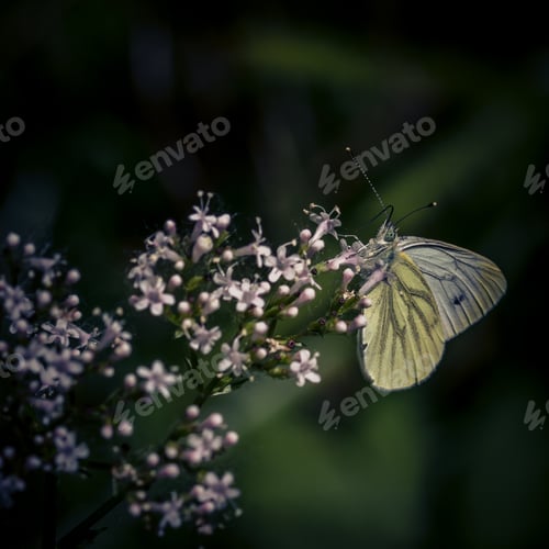 Preview: A Closeup Shot Of A Butterfly On The Flower