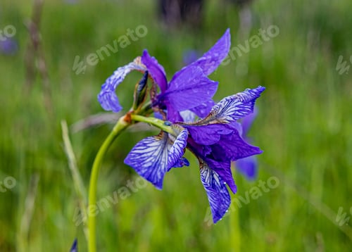Preview: A Blooming Siberian Iris Flower In The Blurred Natural Backgrou