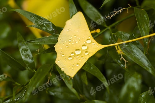 Preview: A Yellow Gingko Biloba Tree Leaf Covered With Dew Drops