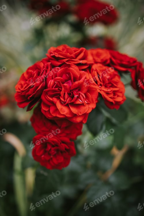 Preview: A Closeup Shot Of Red Roses