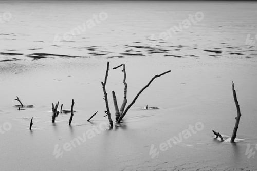 Preview: A View Of Dead Thin Tree Trunks In The Lake On A Gloomy Day
