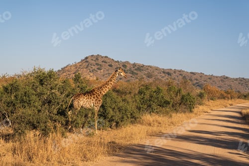 Preview: A Giraffe On Safari On A Sunny Day