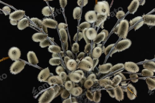 Preview: A Closeup Shot Of Pussy Willows Isolated On A Black Background