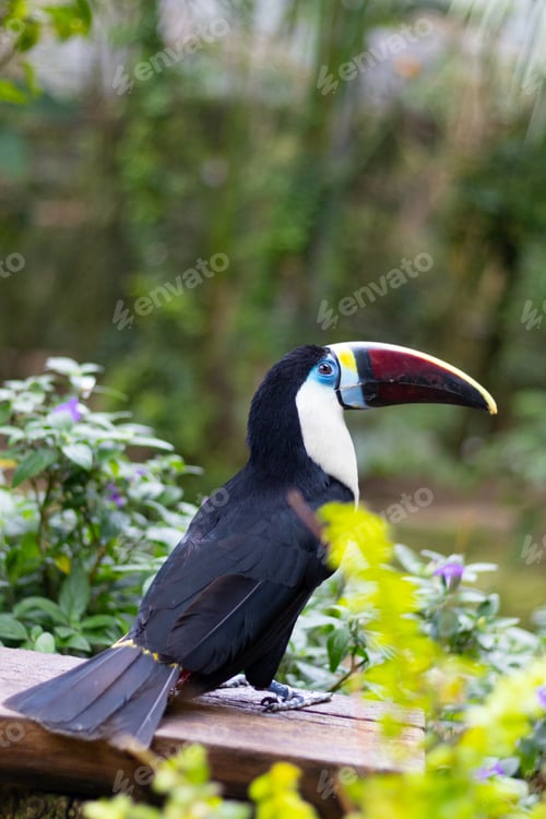 Preview: A Beautiful Shot Of A Citron-Throated Toucan (Ramphastos Citreolaemus) Perched On The Wood Plank