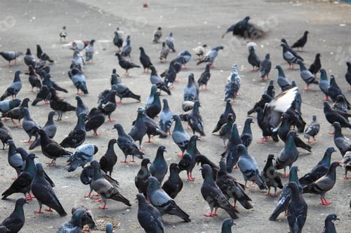 Preview: A Flock Of Pigeons Eating Seeds On A Street