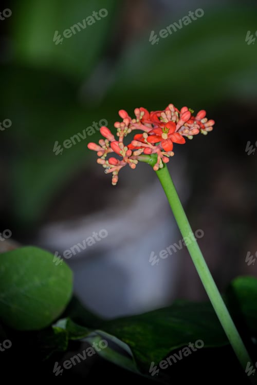 Preview: A Selective Focus Shot Of Beautiful Blooming Jatropha Podagrica