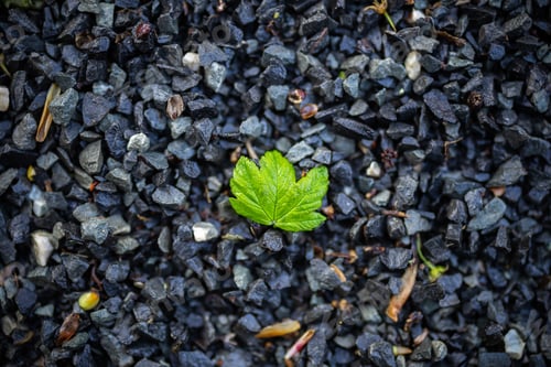 Preview: A Top View Of Bright Green Leaf On Crushed Stones