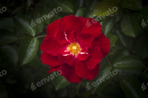 Preview: A Closeup Shot Of A Beautiful Rose