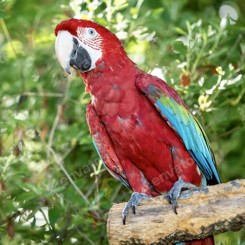 Preview: A Closeup Shot Of An Ara Macaw Parrot On The Tree Branch