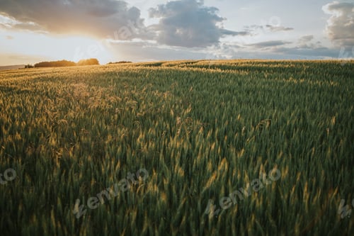 Preview: A Green And Yellow Field In The Countryside