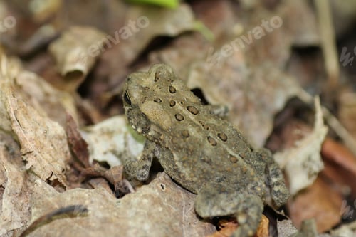 Vista previa: A Closeup Shot Of An American Toad In A Forest