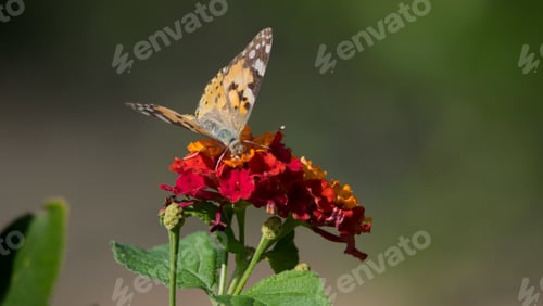 Preview: A Painted Lady Butterfly, Vanessa Cardui, Feeding On Lantana Flowers