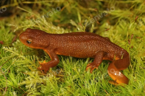 Preview: A Closeup Shot Of An Adult Female Rough-Skinned Newt, Taricha Granulosa On Green Moss