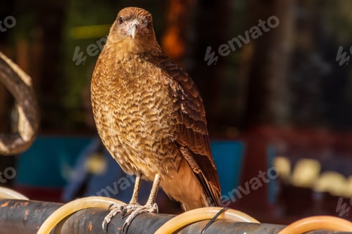 Preview: A Selective Focus Of A Beautiful Brown Chimango Caracara Bird Perching On The Metal