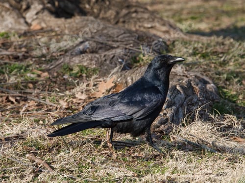 Preview: A Closeup Shot Of A Black Crow On A Field