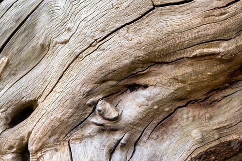 Preview: A Horizontal Background Of Brown Driftwood Texture