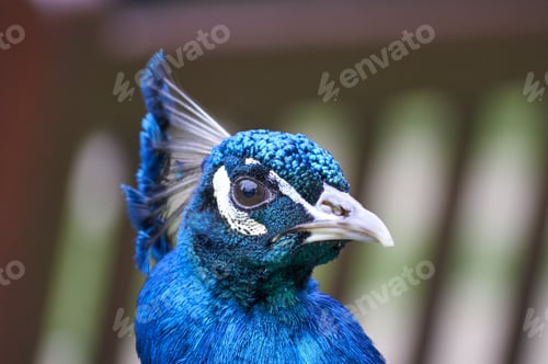 Preview: A Closeup Shot Of A Blue Peafowl On Blurred Background In The Uk