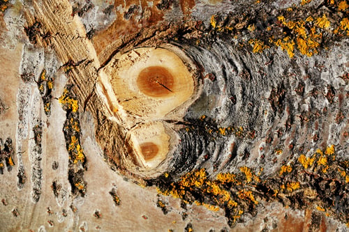 Preview: A Closeup Shot Of A Brown Wood Texture Covered In Scratches And Moss