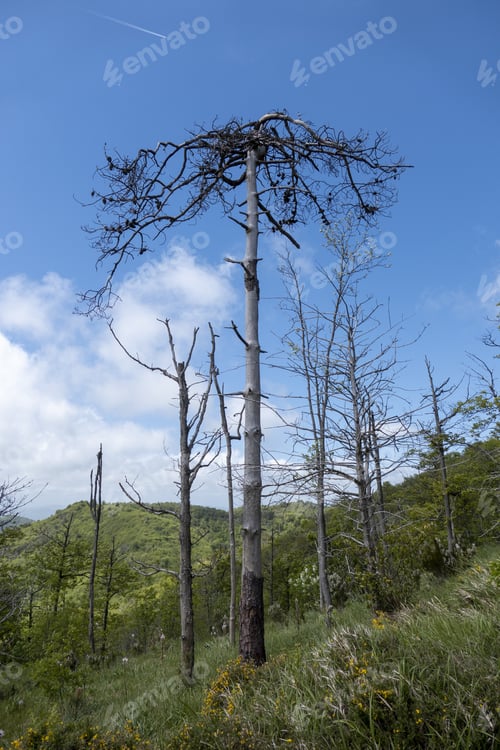 Preview: A Thin Tall Pine Tree In A Forest