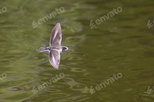 Preview: A Common Sandpiper Bird Flying Over The Lake