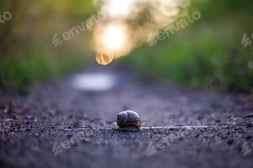 Preview: A Closeup Shot Of A Tiny Snail On A Road