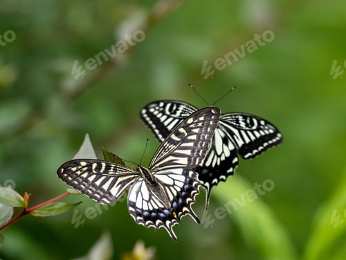 Preview: A Closeup Of Beautiful Chinese Yellow Swallowtail (Papilio Xuthus) Butterflies Sitting On The Plant