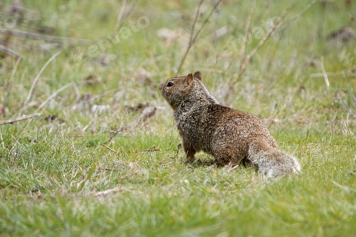 Preview: A Closeup Shot Of A Cute California Ground Squirrel