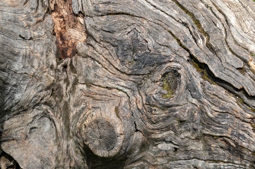 Preview: A Closeup Shot Of An Aged Tree Trunk Texture - For Backgrounds And Textures