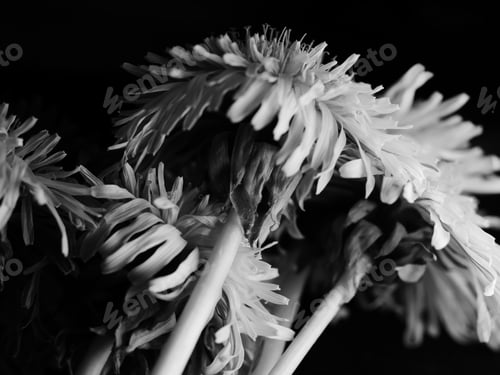 Preview: A Grayscale Shot Of Long-Stemmed Wild Dandelion Flowers Against A Black Background