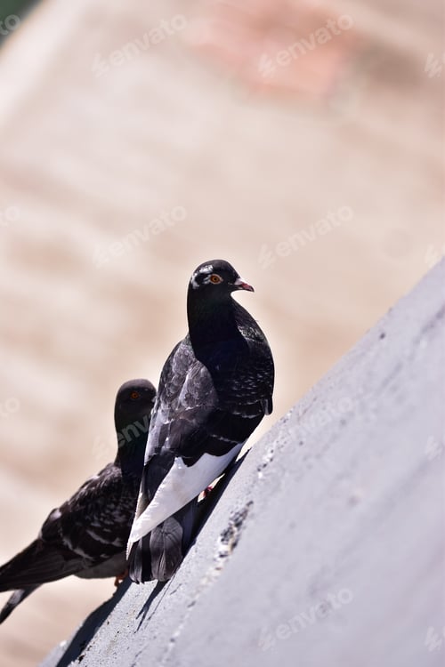 Preview: A Vertical Shot Of Pigeons Perched On Concrete Surface