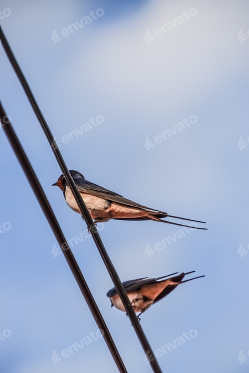 Preview: A Low Angle Shot Of Two Barn Swallow Birds Perched On A Wire Against A Blue Cloudy Sky