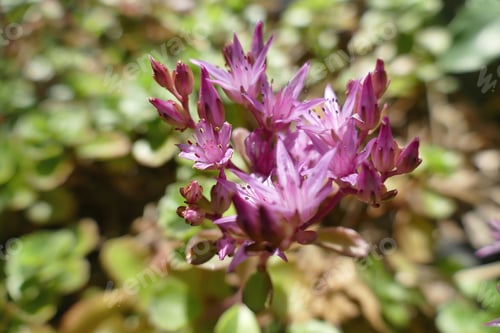 Preview: A Closeup Shot Of Stonecrops