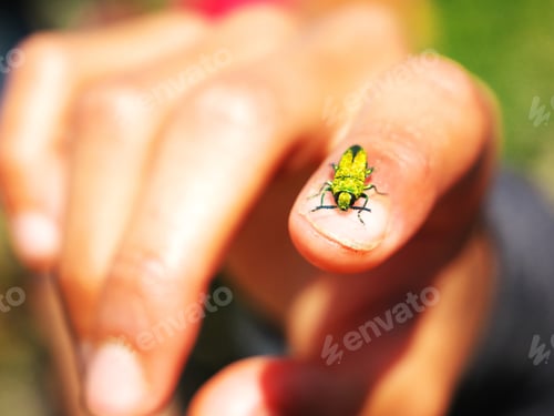 Preview: A Selected Focus Shot Of A Yellow Beetle On A Male Finger