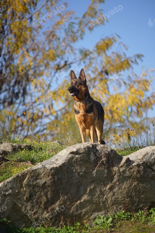Preview: A Vertical Closeup Shot Of A German Shepherd Dog Standing On A Stone On A Sunny Day