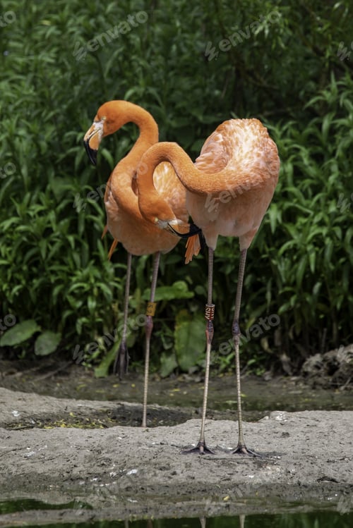 Preview: A Vertical Shot Of Flamingos In Zsl Whipsnade Zoo Near Dunstable In Bedfordshire, England