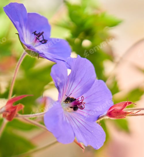 Preview: A Closeup Shot Of A Bumblebee On Pollen Of Cranesbill Geranium Flower