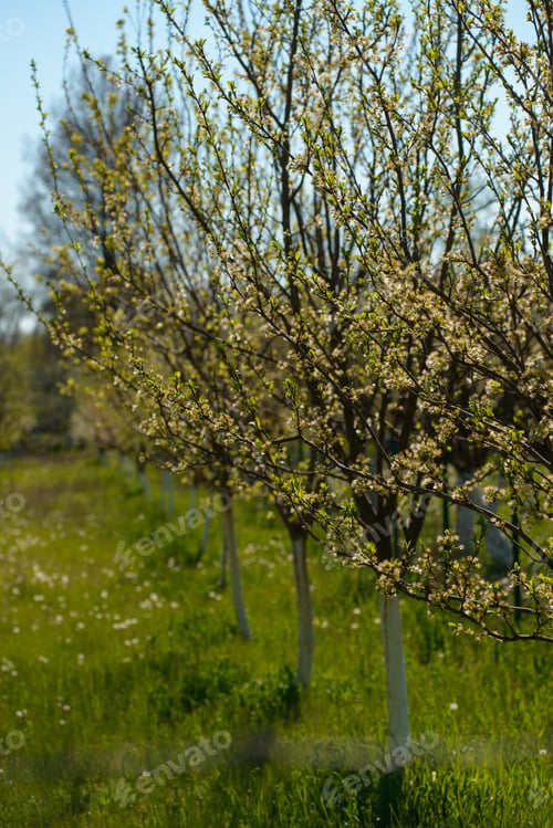 Preview: A Selective Focus Shot Of The Row Of Blooming Trees In The Garden