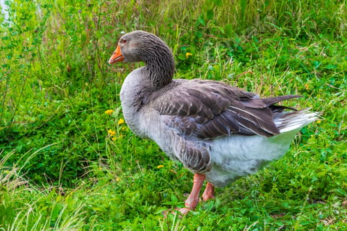 Preview: A Closeup Shot Of A Goose On The Garden