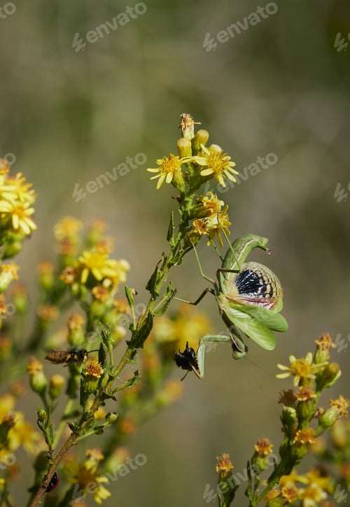Preview: A Closeup Shot Of Honeybees On Flower