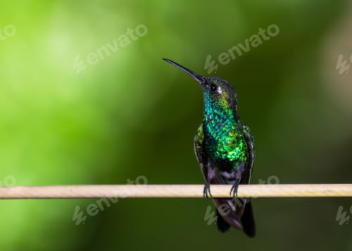 Vista previa: A Closeup Shot Of Colibrã Sitting On A Branch Against A Green Background