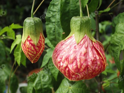 Preview: A Closeup Shot Of Abutilon Hybrid Flower