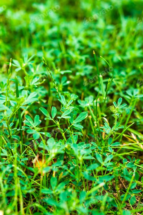 Preview: A Close Up Shot Of Vibrant Green Grass Growing Under The Sun