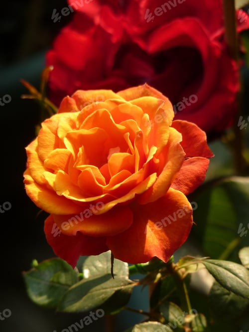 Preview: A Vertical Selective Focus Shot Of A Beautiful Bright-Colored Rose