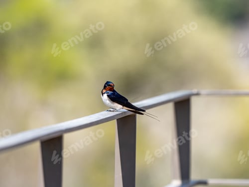 Preview: A Selective Focus Shot Of A Barn Swallow (Hirundo Rustica) On A Metal Railing