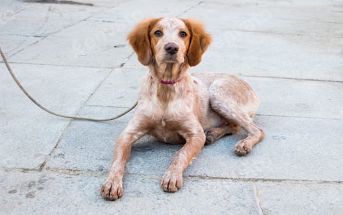 Preview: A Closeup Shot Of A Dog Laying On The Ground With A Leash